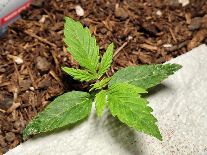 Auto Jack  von Paradise Seeds. Week 2
