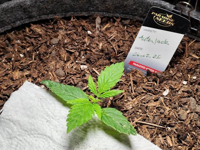 Auto Jack  von Paradise Seeds. Week 2
