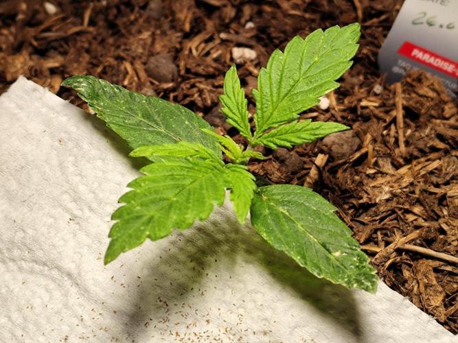 Auto Jack  von Paradise Seeds. Week 2