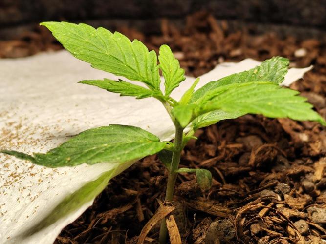 Auto Jack  von Paradise Seeds. Week 2