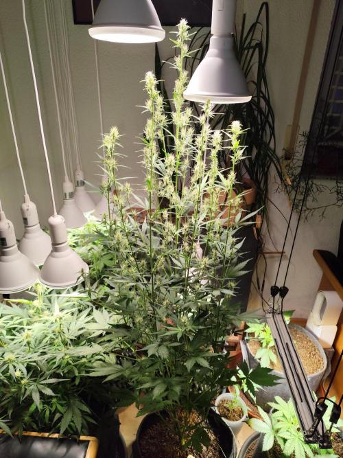 Glue Gelato Auto Strain by Barneys Farm. Week 7 - Tag 52