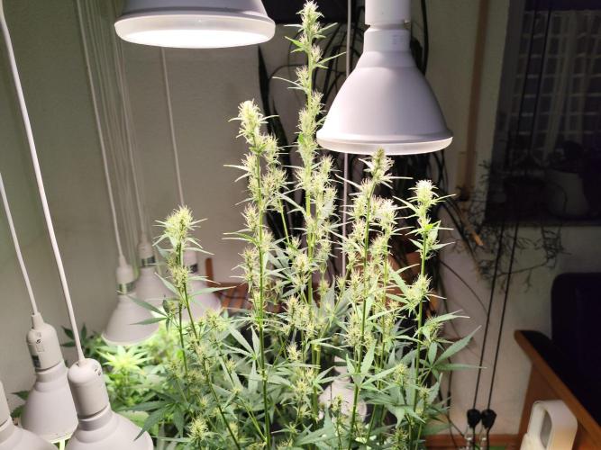 Glue Gelato Auto Strain by Barneys Farm. Week 7