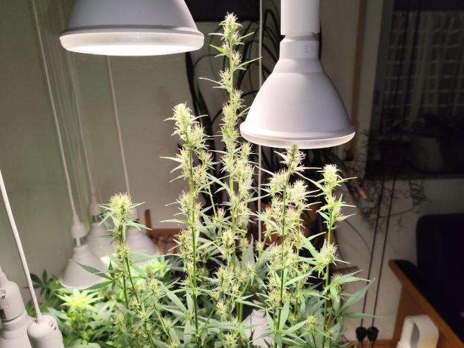 Glue Gelato Auto Strain by Barneys Farm. Week 7