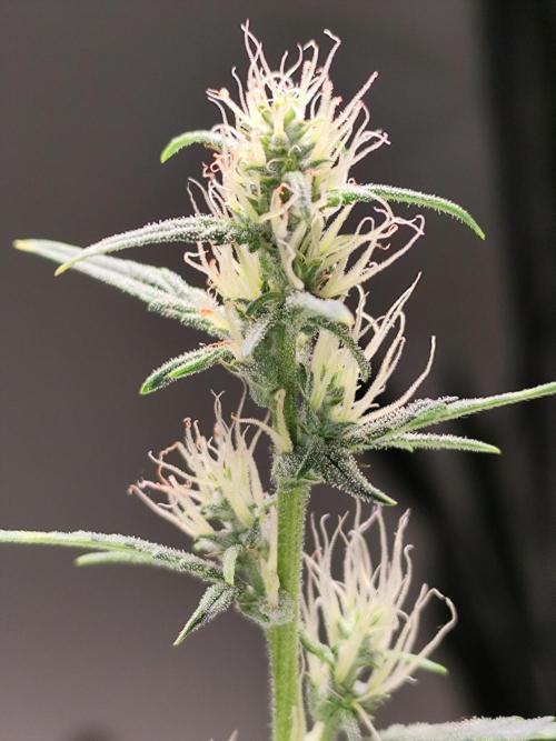Glue Gelato Auto Strain by Barneys Farm. Week 7