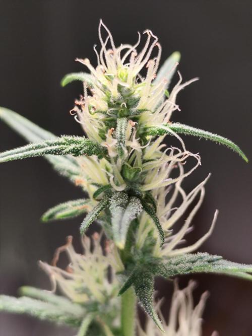 Glue Gelato Auto Strain by Barneys Farm. Week 7