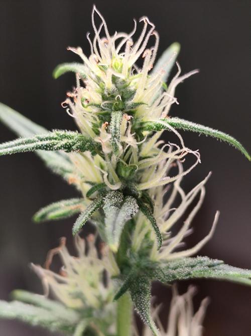 Glue Gelato Auto Strain by Barneys Farm. Week 7