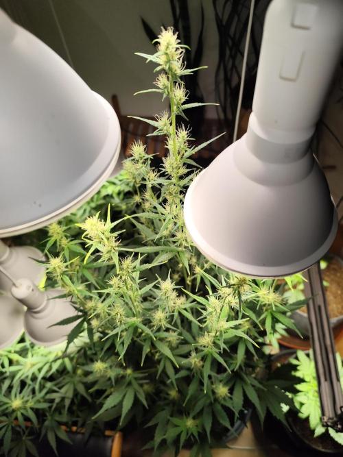 Glue Gelato Auto Strain by Barneys Farm. Week 7