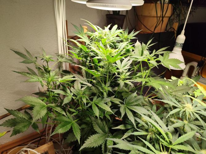 Cafe Racer Autoflower von Blimburn Seeds. Week 7 - Tag 52