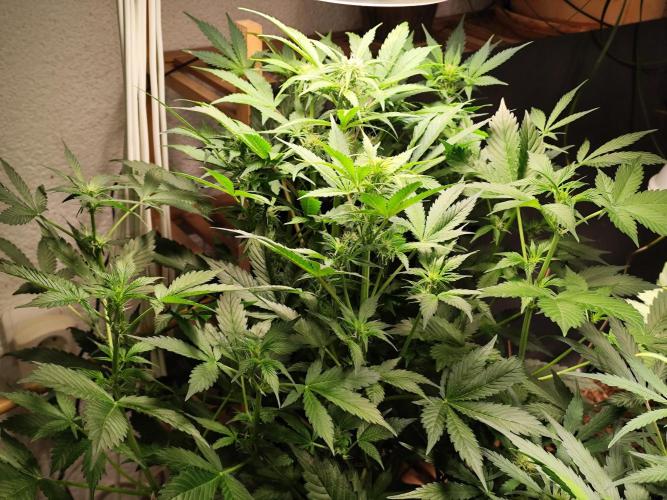 Cafe Racer Autoflower von Blimburn Seeds. Week 7