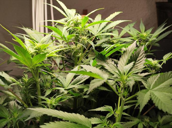 Cafe Racer Autoflower von Blimburn Seeds. Week 7