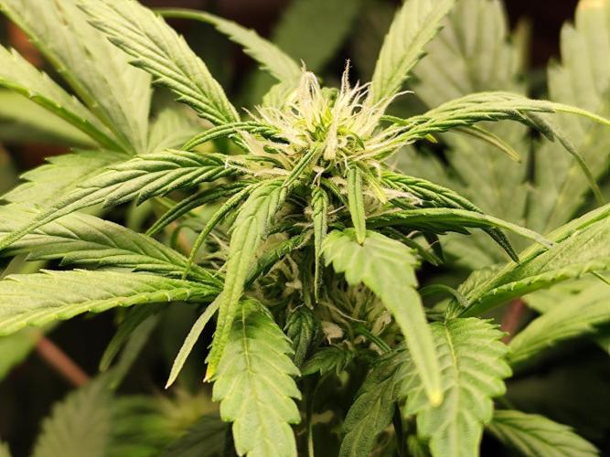 Cafe Racer Autoflower von Blimburn Seeds. Week 7