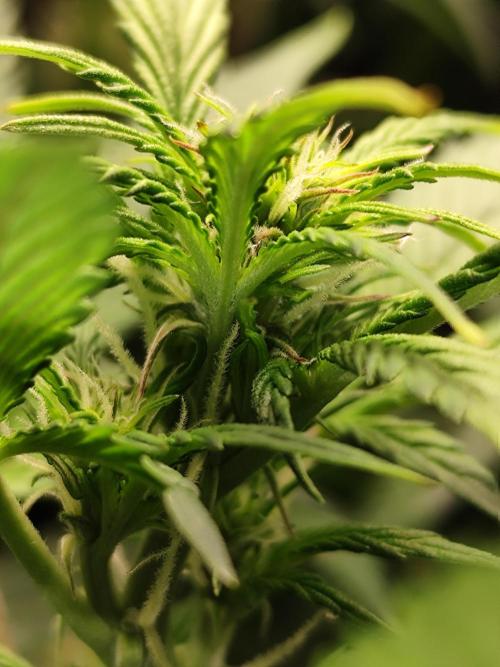 Cafe Racer Autoflower von Blimburn Seeds. Week 7