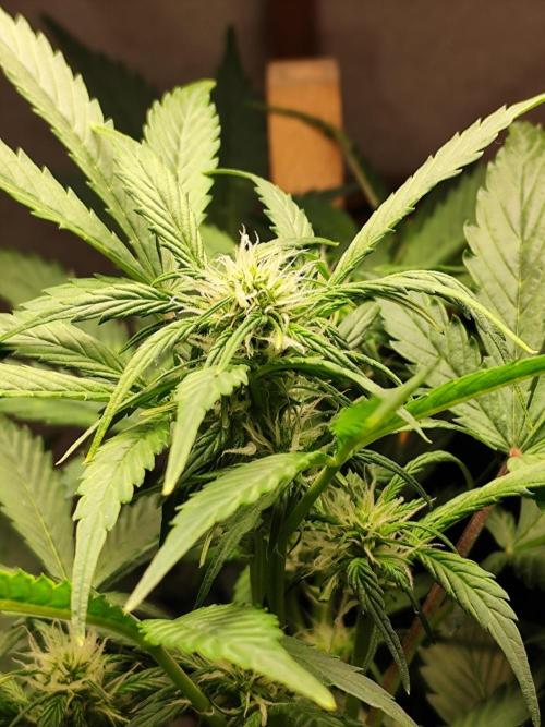 Cafe Racer Autoflower von Blimburn Seeds. Week 7