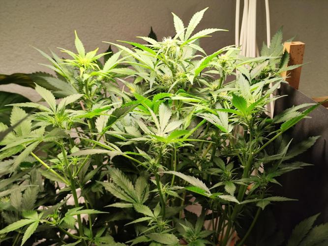 Cafe Racer Autoflower von Blimburn Seeds. Week 7