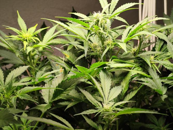 Cafe Racer Autoflower von Blimburn Seeds. Week 7