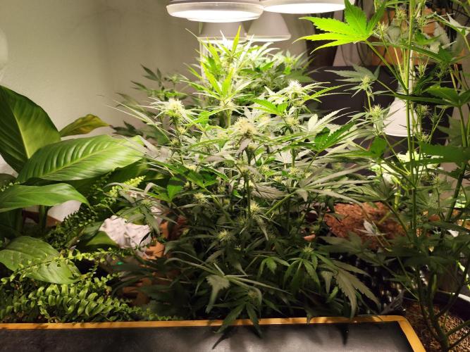 Gorilla Cookies Auto von 2Fast4Buds. Week 7 - Tag 52
