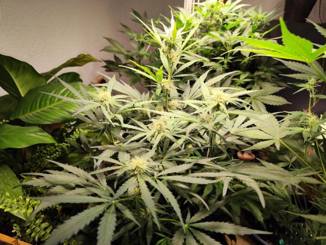 Gorilla Cookies Auto von 2Fast4Buds. Week 7