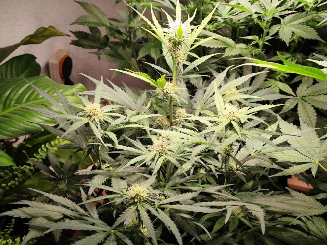 Gorilla Cookies Auto von 2Fast4Buds. Week 7