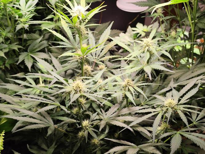 Gorilla Cookies Auto von 2Fast4Buds. Week 7