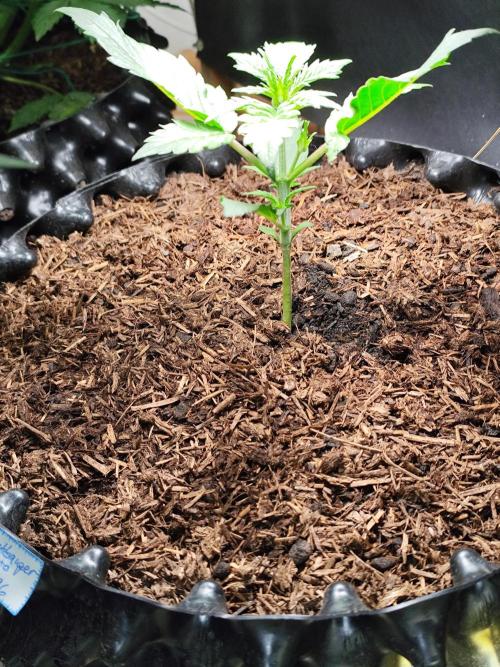 Frostbanger Auto F3 von 2Fast4Buds. Week 3 - Tag 21