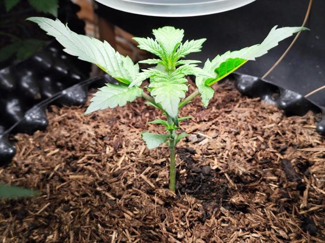 Frostbanger Auto F3 von 2Fast4Buds. Week 3