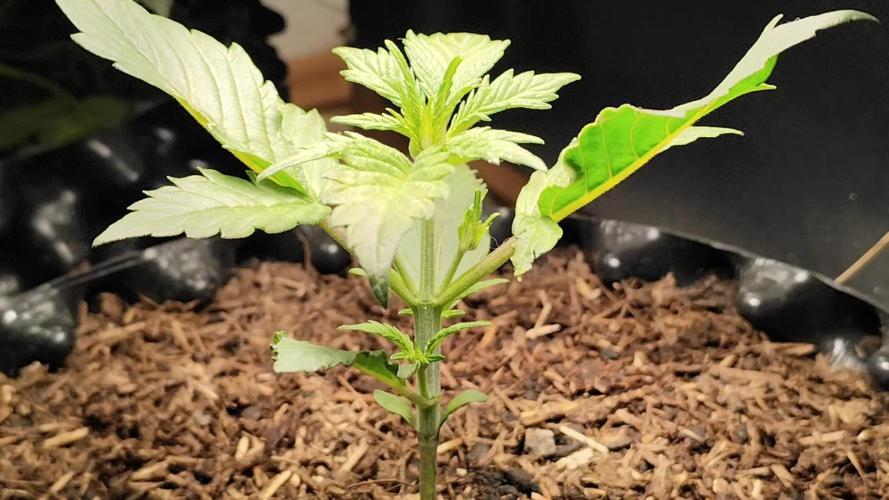 Frostbanger Auto F3 von 2Fast4Buds