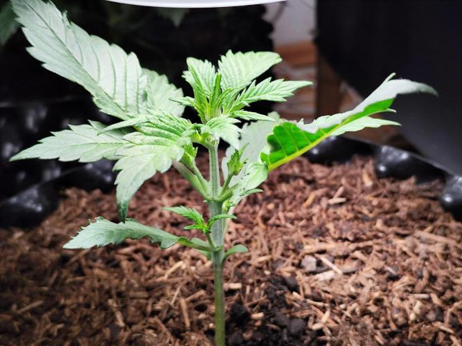 Frostbanger Auto F3 von 2Fast4Buds. Week 3