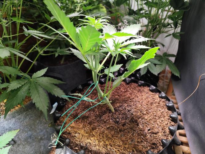 Frostbanger Auto F3 von 2Fast4Buds. Week 3 - Tag 27