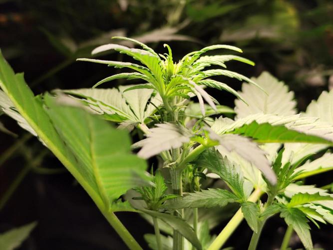 Frostbanger Auto F3 von 2Fast4Buds. Week 3