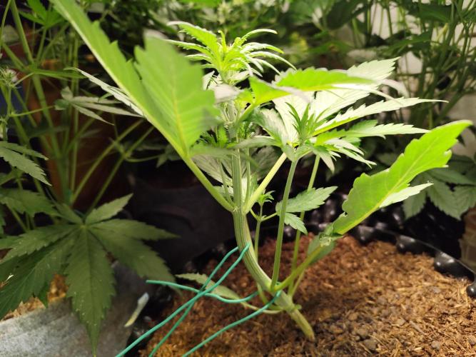 Frostbanger Auto F3 von 2Fast4Buds. Week 3