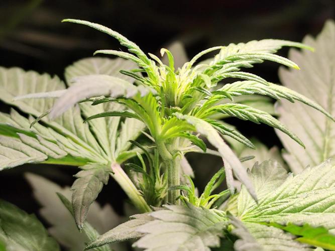 Frostbanger Auto F3 von 2Fast4Buds. Week 3