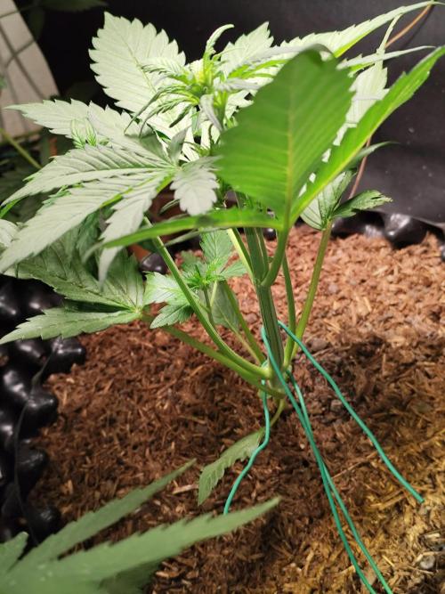 Frostbanger Auto F3 von 2Fast4Buds. Week 3