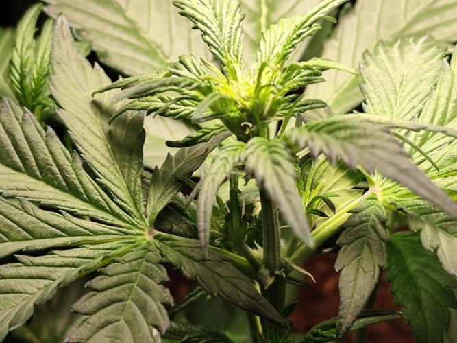 Frostbanger Auto F3 von 2Fast4Buds. Week 3
