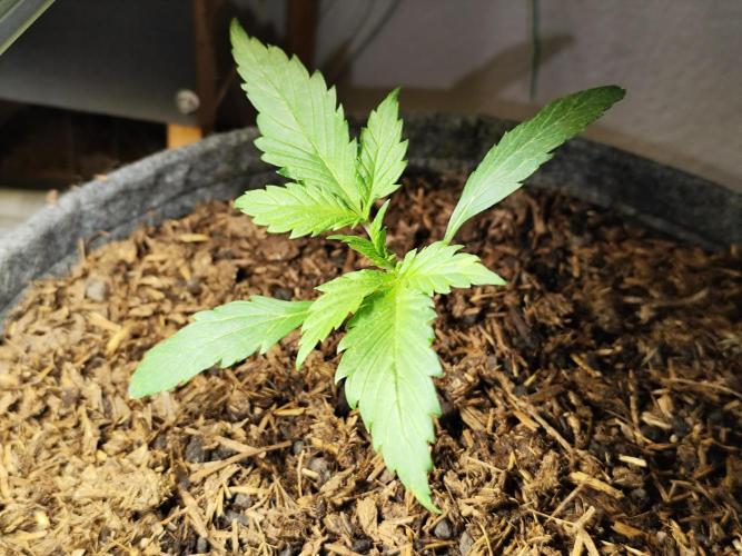 Forbidden Runtz double XL Auto Grower's. Week 3 - Tag 21