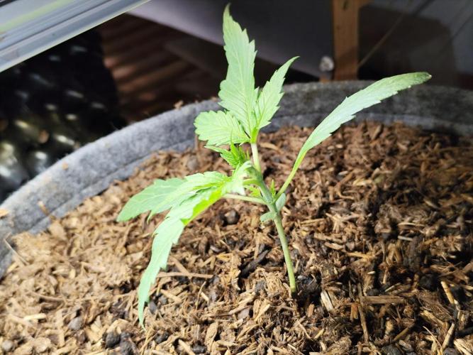 Forbidden Runtz double XL Auto Grower's. Week 3