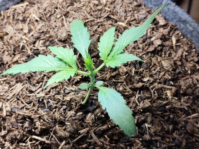Forbidden Runtz double XL Auto Grower's. Week 3