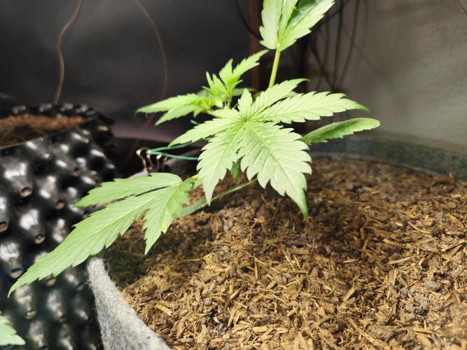Forbidden Runtz double XL Auto Grower's. Week 3 - Tag 27