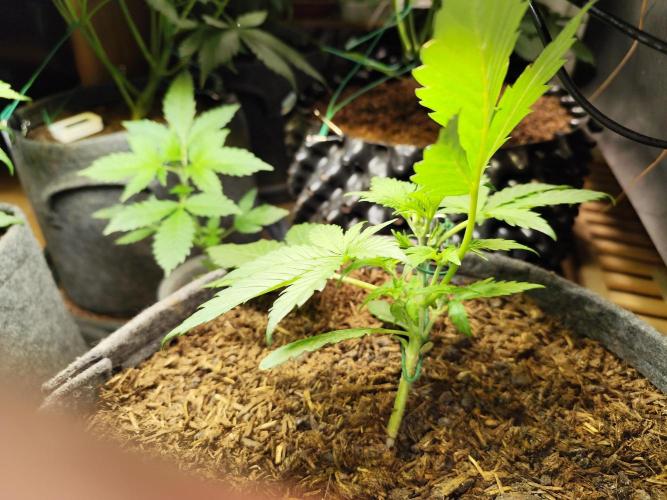Forbidden Runtz double XL Auto Grower's. Week 3
