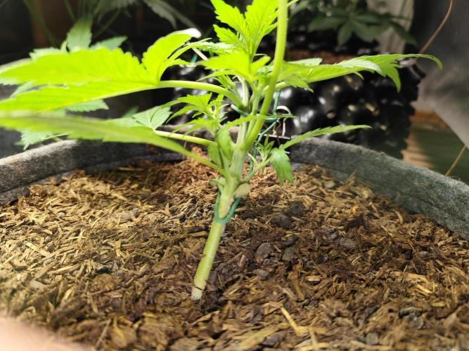 Forbidden Runtz double XL Auto Grower's. Week 3