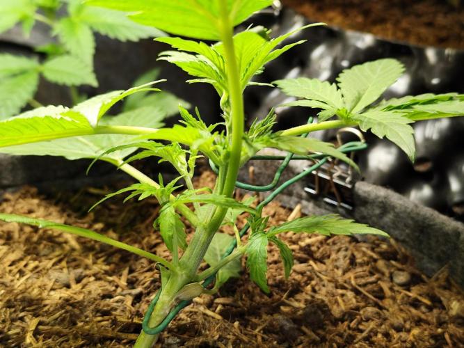 Forbidden Runtz double XL Auto Grower's. Week 3