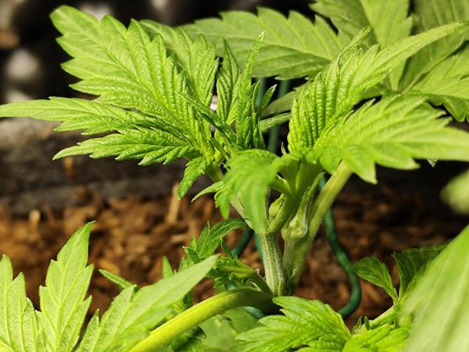 Forbidden Runtz double XL Auto Grower's. Week 3