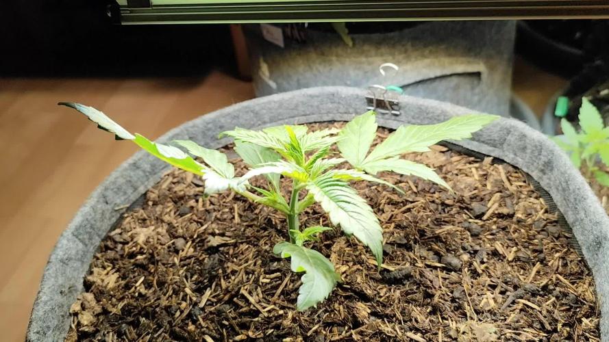 Orange Sherbet Auto von 2Fast4Buds