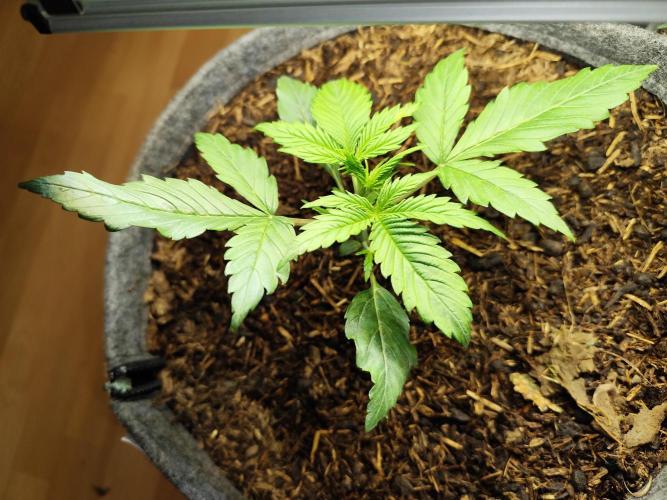 Orange Sherbet Auto von 2Fast4Buds. Week 3