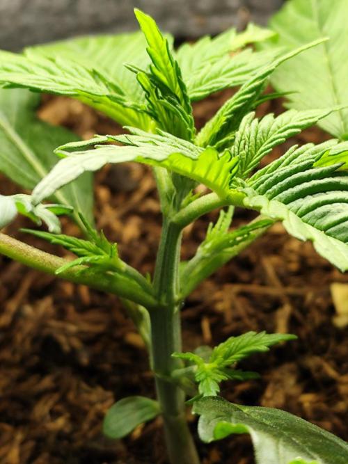 Orange Sherbet Auto von 2Fast4Buds. Week 3