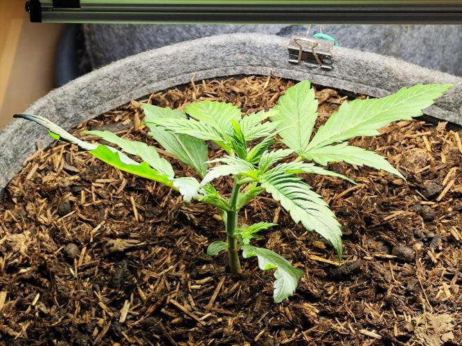 Orange Sherbet Auto von 2Fast4Buds. Week 3
