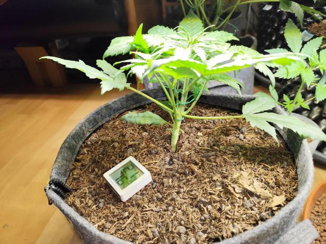 Orange Sherbet Auto von 2Fast4Buds. Week 3