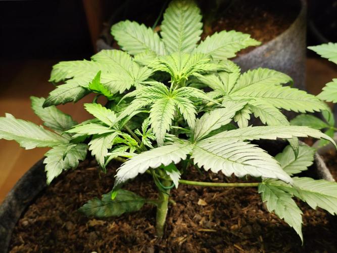 Orange Sherbet Auto von 2Fast4Buds. Week 3
