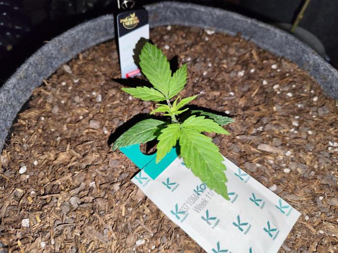 Auto Jack  von Paradise Seeds. Week 3 - Tag 23