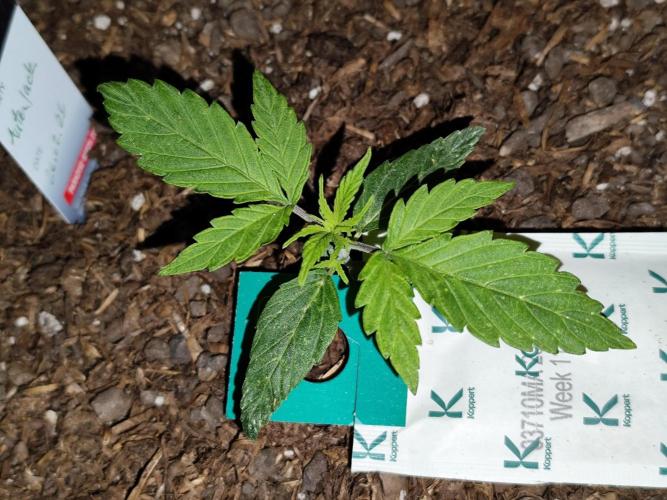 Auto Jack  von Paradise Seeds. Week 3