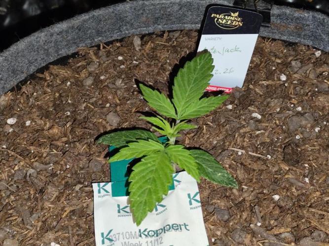 Auto Jack  von Paradise Seeds. Week 3